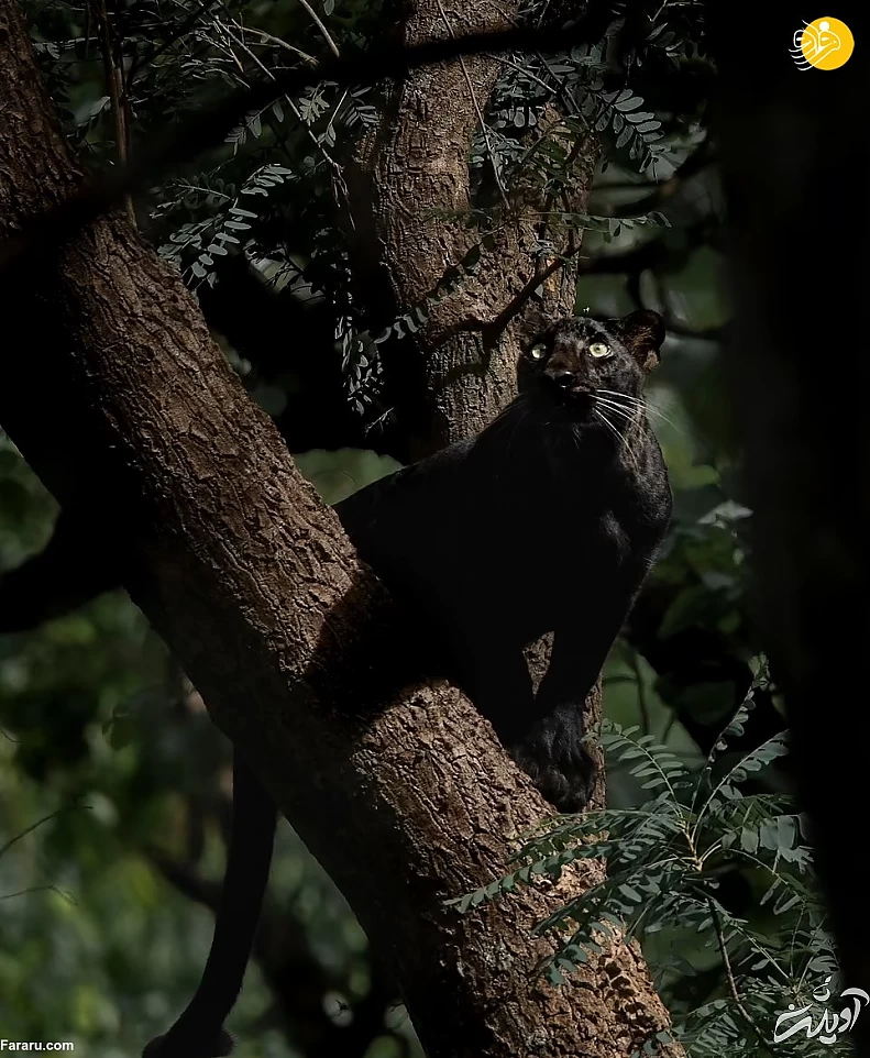 (تصاویر) (تصاویر)